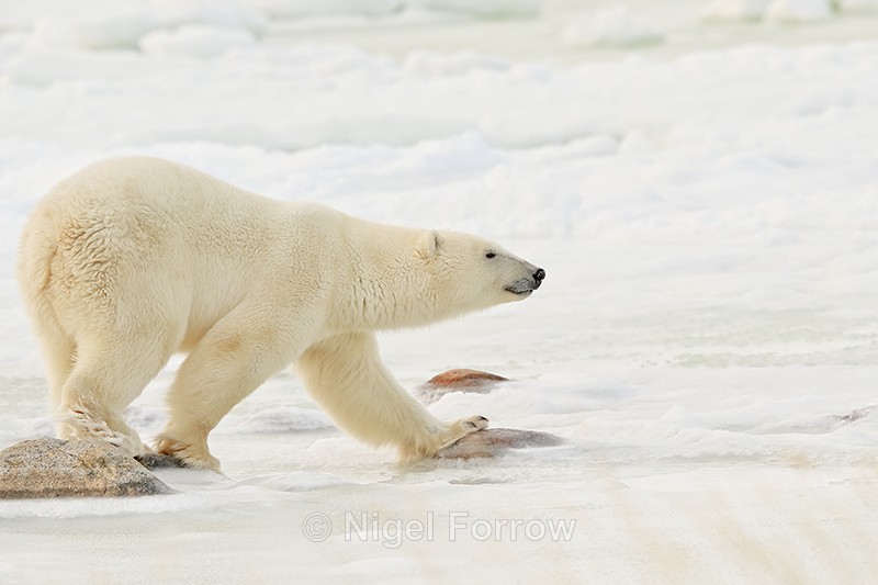 Polar Bear stepping on stones to cross icy water, Churchill, Canada - Polar Bear
