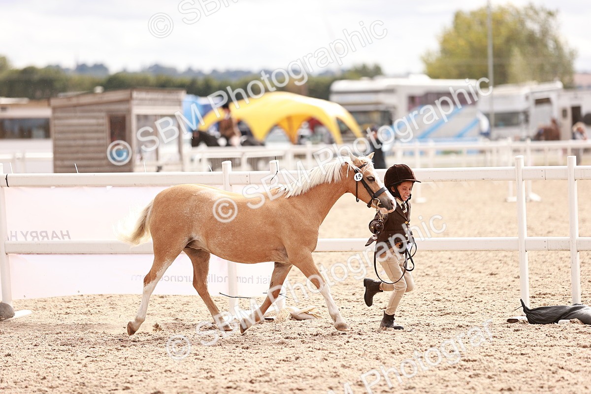 SBM_18274 - Class 416 - Prettiest Mare (IH or Ridden)Jnr