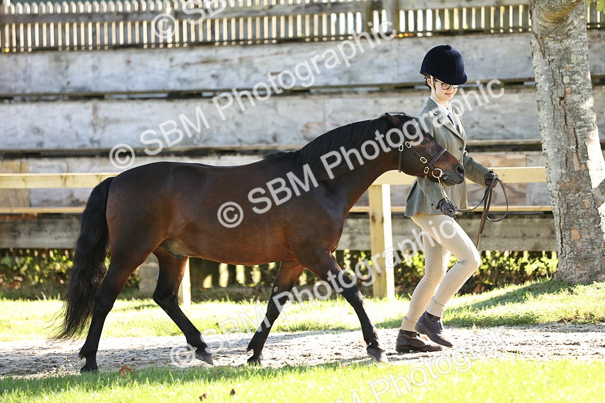 SBM_15880 - S1 - TSR in Hand Horse & Pony Showing