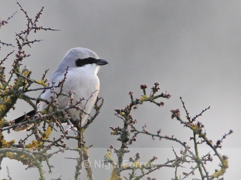 Great Grey Shrike at South Leigh, Oxfordshire - Great Grey Shrike