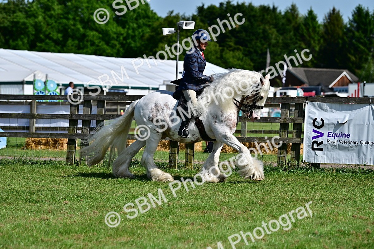 SBM_09306 - Class 63-65 - Traditional Gypsy Cobs In Hand & Ridden