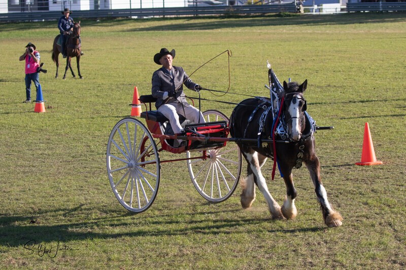 Harness Driving Challenge 5. 0A3A9642 - 2025 Senic Rim Clydesdale Spectacular