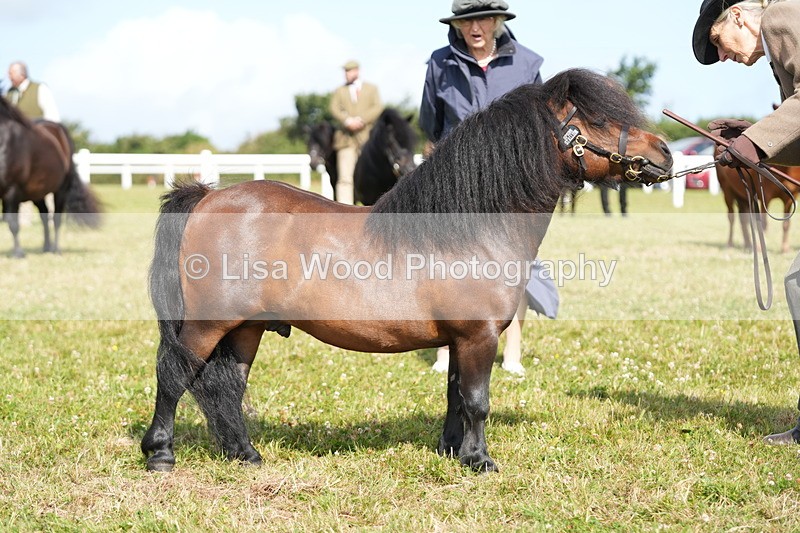 DSC05332 - Class 49: NPS Shetland 4 years and over