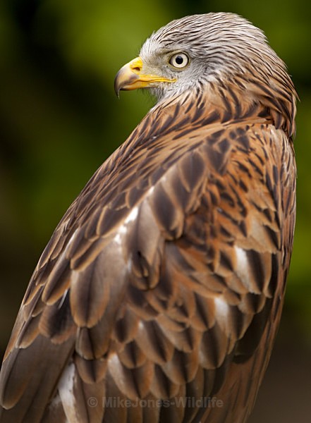 RED KITE 18 - RED KITES