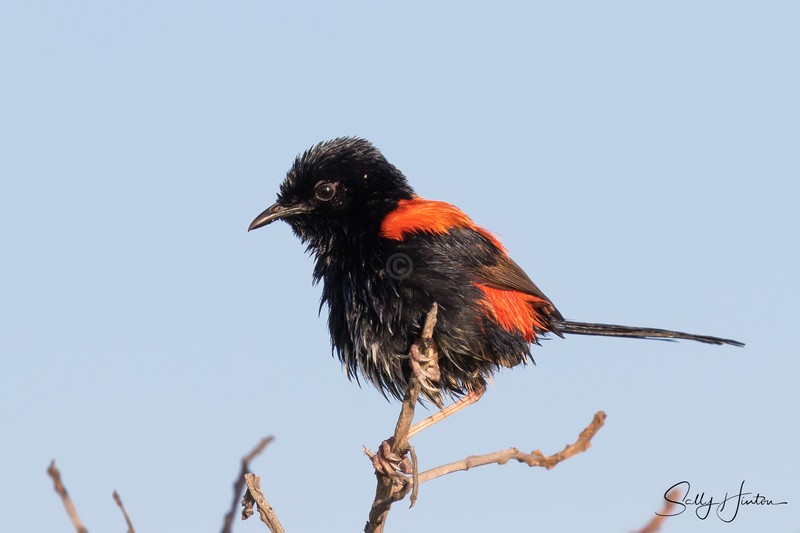 Red Wren Male 14
