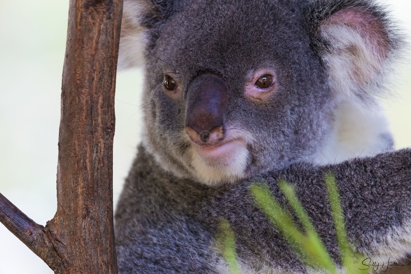 Koala Bear
