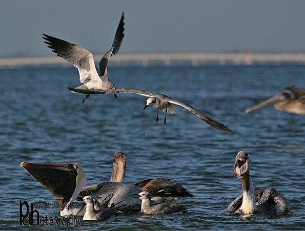 feeding-time-1-0637 - Natural World Birds