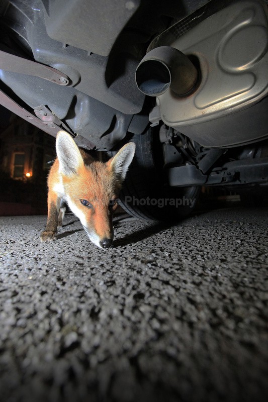 Urban fox, Bristol, Wildlife Photography_0030 - Urban Foxes, Bristol, Great Britain