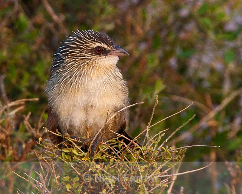 White-browed Coucal perched on top of a bush - White-browed Coucal