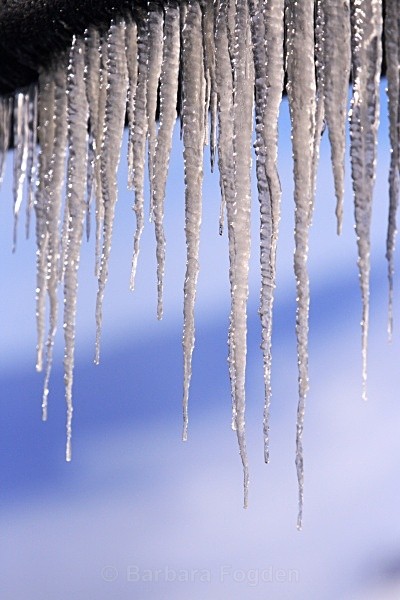 Icecles 2892 - Winter in the daylight