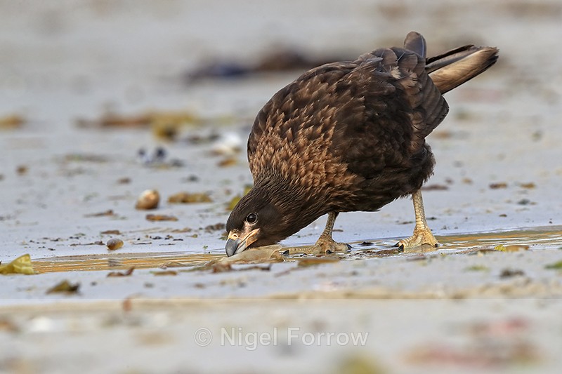 Striated Caracara drinking from stream on beach, Carcass Settlement - Striated Caracara