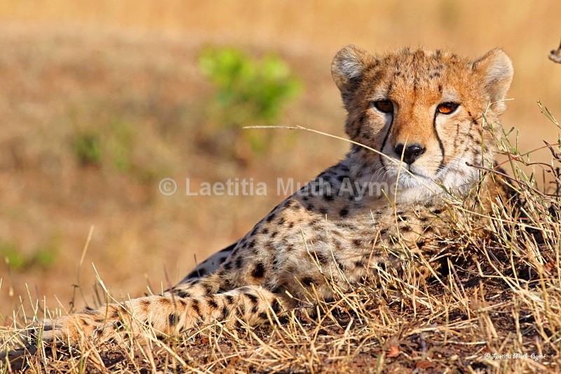 IMG_1345 Maasai Mara - Leos & Cheetahs
