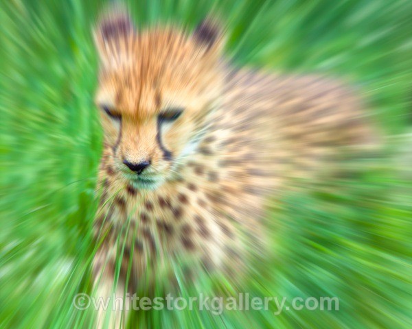 Gepard Cheetah - Wildlife and Animals: Art