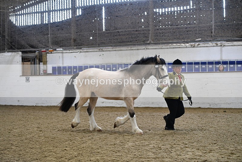 WJ5_4497 - Class 3 Part Bred In hand