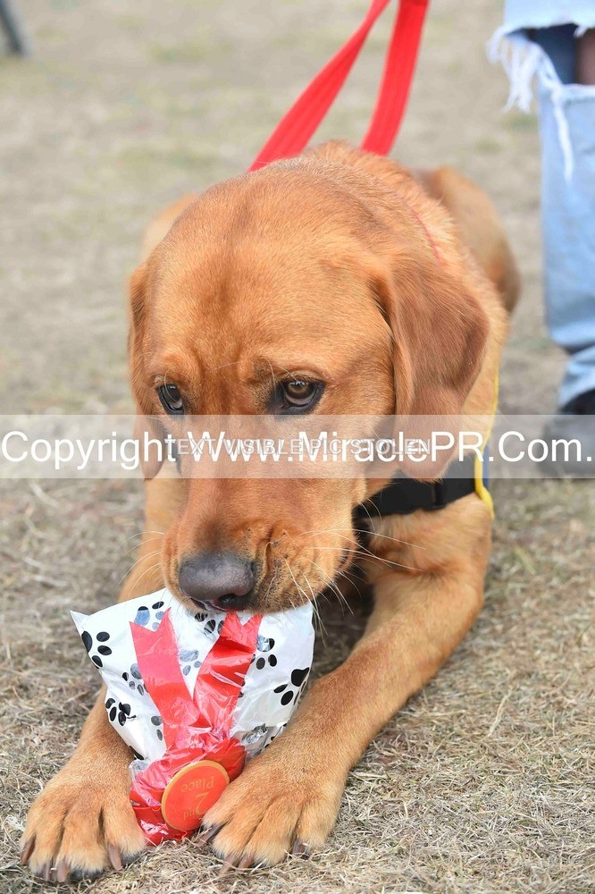 SH4_0159 - Dog show.