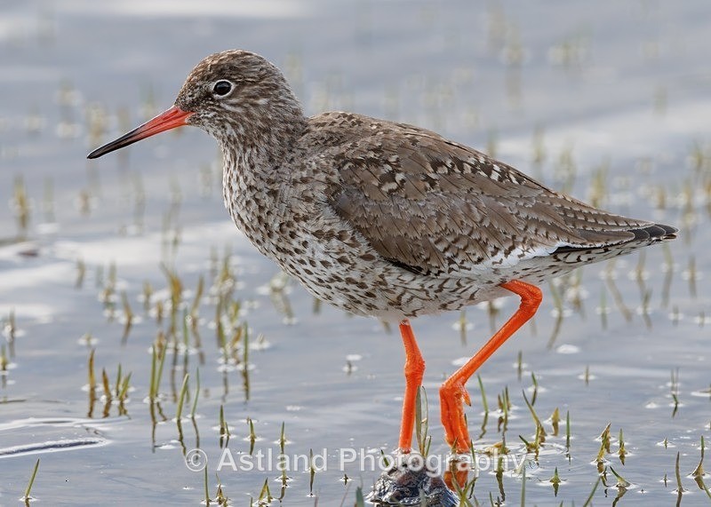 Redshank - Latest Images