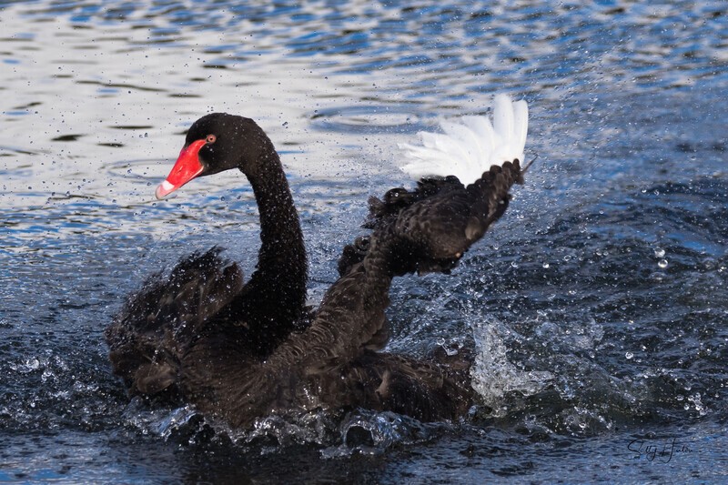 Black Swan Performing 4. 0A3A1132 - Black Swans and cygnets