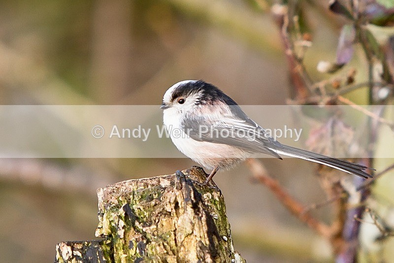 20120218-_MG_9097 - Long-tail Tit
