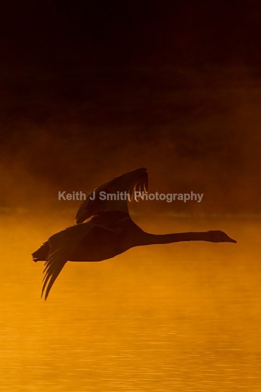 1KJS1986 - While your were sleeping