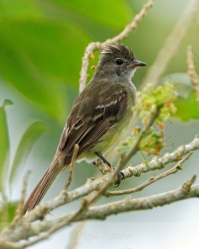 Yellow-bellied Elaenia, crest raised, Costa Rica - Yellow-bellied Elaenia