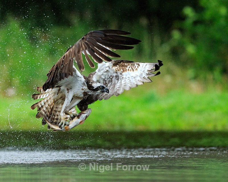 Scottish Osprey lifts off with a trout at Rothiemurchus - Osprey