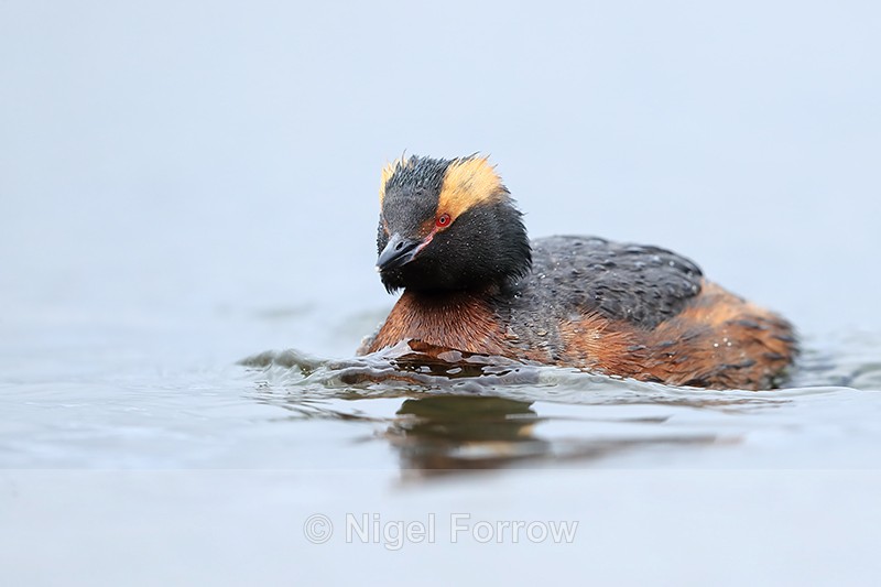 Slavonian Grebe, Lake Myvatn, Iceland - Slavonian Grebe
