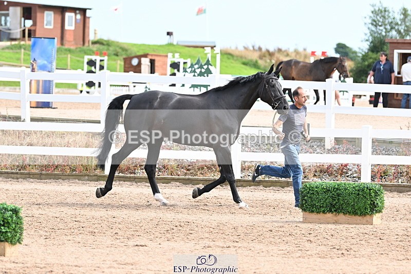 240717A-163625-03439 - Trot Up 4pm to 5pm