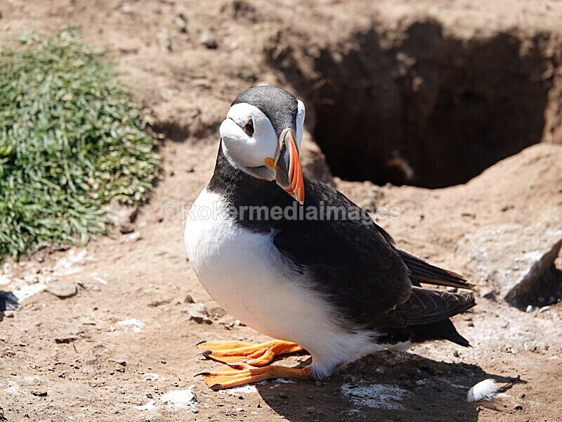 DSC00328 - Skomer 2019