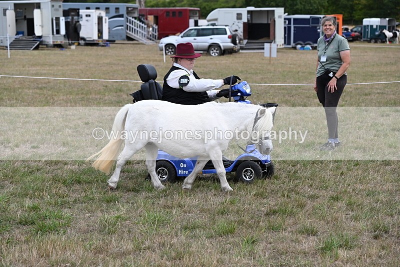 WJ6_6017 - Class 19 In-hand Veterans (Uploaded correct folder)