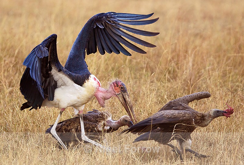 Marabou Stork chasing after African White-backed Vulture - Marabou Stork