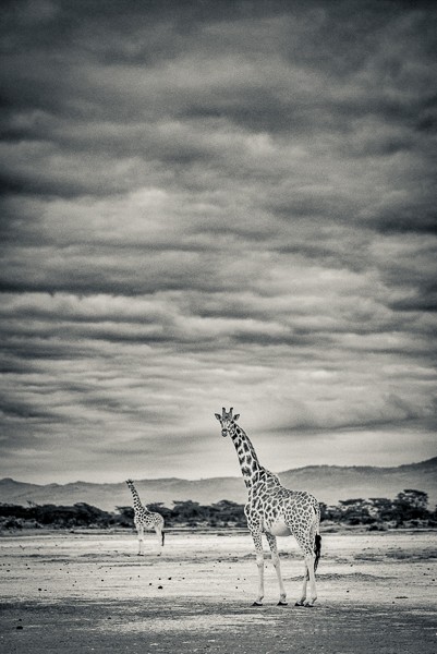 Giraffe, Soysambu, Kenya