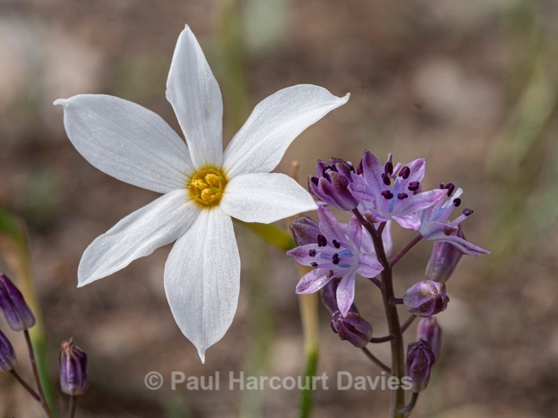 Autumn narcissus (Narcissus serotinus) - Flower Portraits