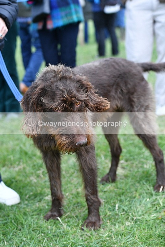 WJ5_9260 - Class 1 Best Cross Breed / Heniz 57