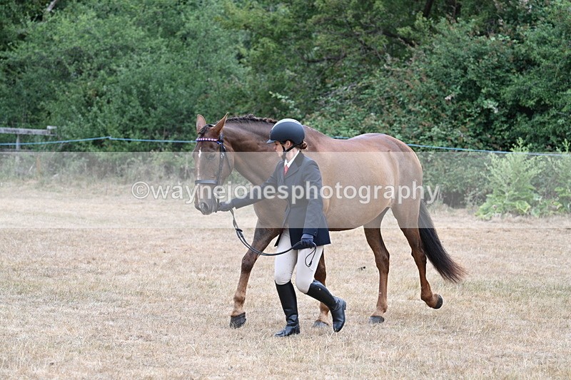 WJ7_0077 - Class 5a Most Handsome Gelding (above 14.2hh)