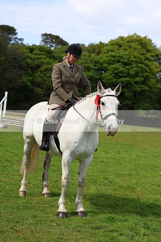 3E7A2611 - Classes 30 and 31: 80cm Working Hunter