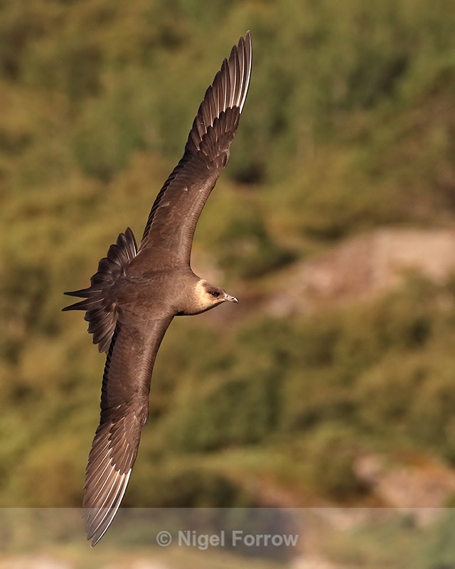 Arctic Skua executes fast turn, Norway - Arctic Skua