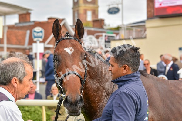 230923-Race 3-Politico-6340 - Race 3 3.10pm Happy 60th Birthday Angela Clark Nursery Handicap