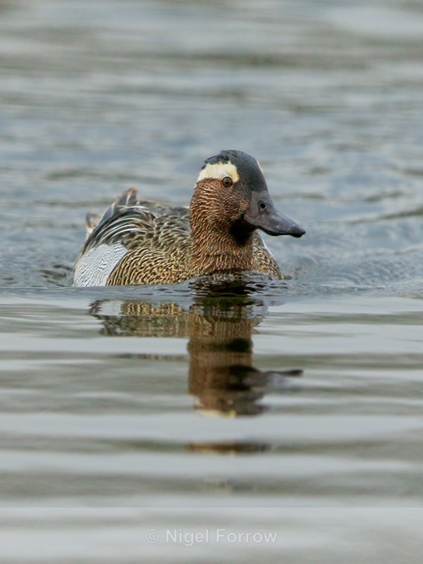 Garganey (drake) swimming head-on, Stratfield Brake, Oxfordshire - Garganey