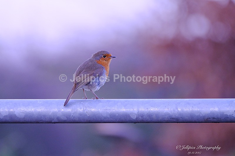  - Wildlife and Nature