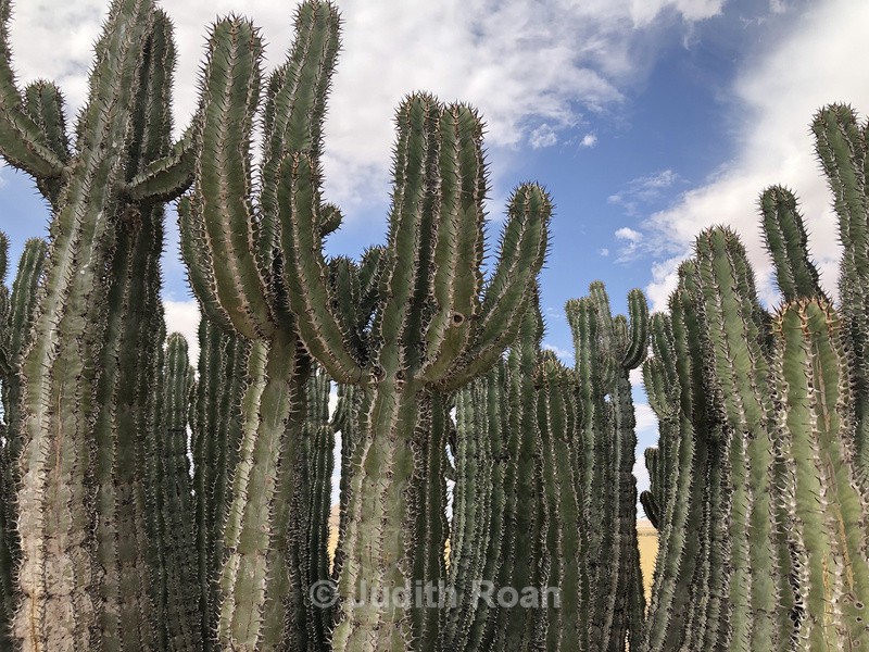 Cacti, species unknown - Namibia 2022