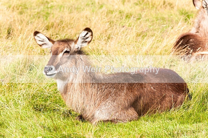 20120903-_MG_9867 - Captive Animals
