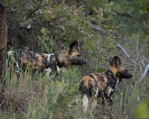 safari-406 - African Wildlife