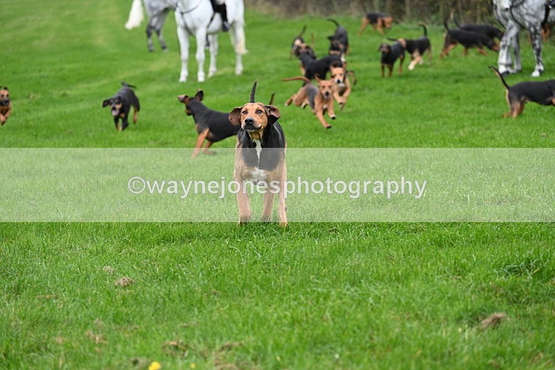 WJ7_8789 - Meet Staff & Hounds