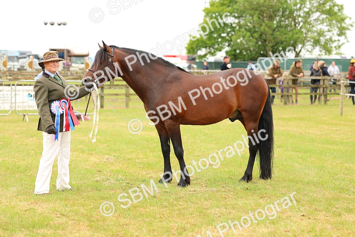 SBM_04314 - Class 64-67 - Shetland Pony In Hand