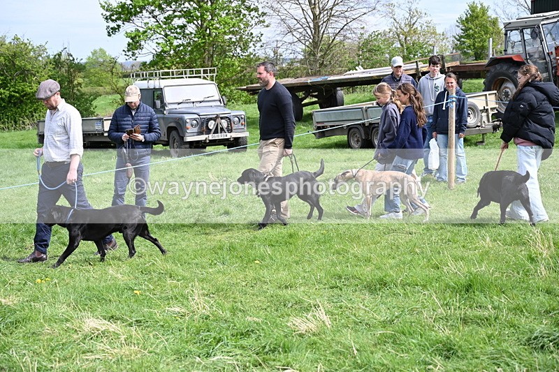 WJ6_8853 - Class 8 Best Working / Gun Dog or Bitch