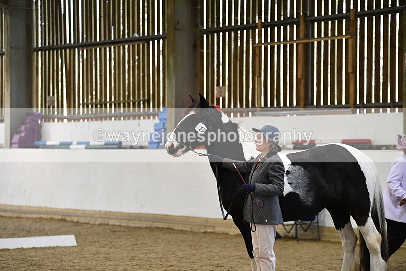 WJ5_4968 - Class 7 In hand coloured / odd coloured