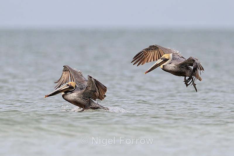Two Brown Pelicans landing together on sea, Fort De Soto, Florida - Brown Pelican