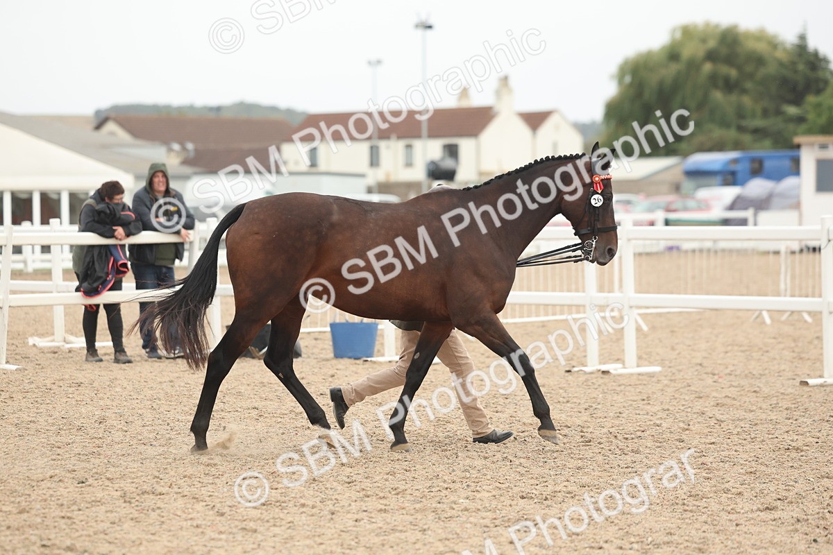 SBM_19801 - Class 318 - IH Part Bred Horse-Pony