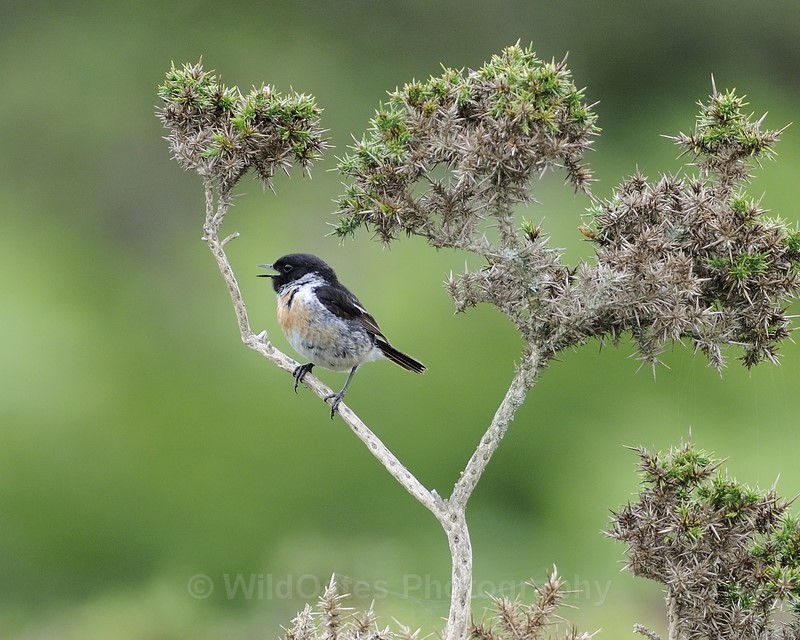 2011-07-25-12-47-05 NIKON D300 300mm f4 1-640 iso400 - Birds