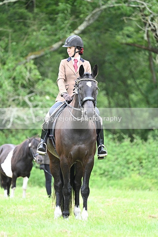 WJ7_4196 - Class 14A Handsome Gelding